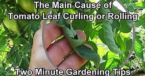 Why are My Tomato Plant Leaves Curling or Rolling & What Do I Do to Save Them?: Two Minute TRG Tips