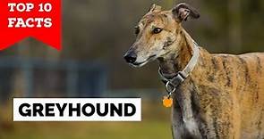 Greyhound - Top 10 Facts