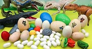 Dinosaur Egg Collection! - Jurassic World Egg, Mini Dino Egg, Transformer Egg