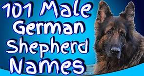 101 German Shepherd Male Names - Perfect Boy German Shepherd Names