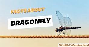 Dragonfly facts