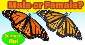Monarch Q & A: How to tell a male from a female monarch butterfly (or "boy" from "girl")