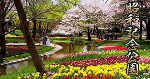 【Cherry blossoms】TOKYO. Showa Kinen Park 2019 #4K #昭和記念公園
