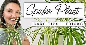 Best TIPS For Spider Plant 🌱 Complete Care For Spider Plant