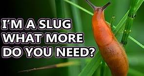 Slug Facts: the Land GASTROPOD | Animal Fact Files