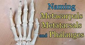 Naming Metacarpals, Metatarsals and Phalanges