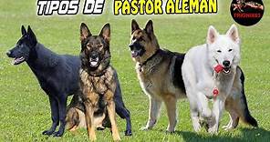 TIPOS DE PASTOR ALEMAN (Conoce los Diferentes tipos de Pastor Alemán)