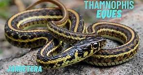 serpiente jarretera (thamnophis eques) información y cuidados generales