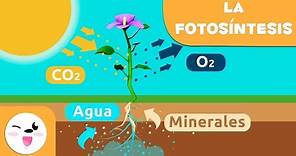 La fotosíntesis de las plantas | Ciencias naturales para niños