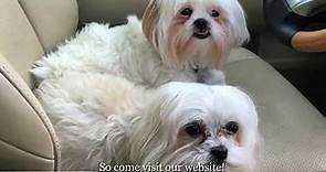 Welcome to Shih Tzu and Furbaby Rescue - A Small Dog Rescue Organization