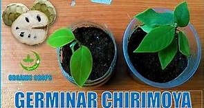Como Obtener un Arbol de Chirimoya [ Annona cherimola ] || Organic Crops