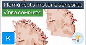 Homúnculo motor e sensorial (vídeo completo) - Anatomia Humana | Kenhub
