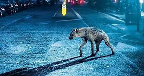 Hyena Trailer