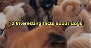 10 interesting facts about Dogs