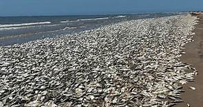 Tens of thousands of dead fish wash up on Texas beach due to low oxygen levels in water