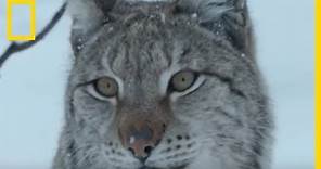 Lynx boréal, une des plus belles créatures des neiges