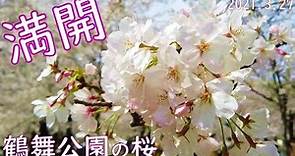 Sakura in Japan 名古屋のサクラの名所 鶴舞公園の満開の桜🌸お花見 2021.3.27