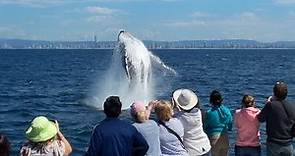 Gold Coast Whale Watching with Whale Watch Australia