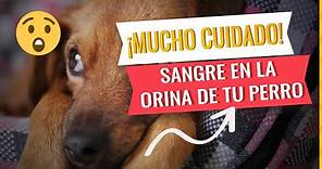 🐶SANGRE En La ORINA DEL PERRO ➦ ¿Que SIGNIFICA?