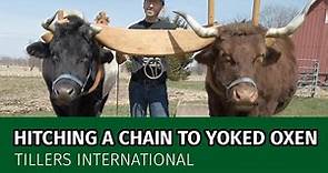 Oxen Basics: How to Hitch a Chain to Yoked Oxen