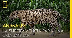 Esta madre jaguar enseña a su cría todo lo necesario para sobrevivir | NATIONAL GEOGRAPHIC ESPAÑA