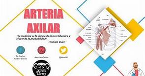 Anatomía - Arteria Axilar (Origen, Trayecto y Relaciones, Colaterales)
