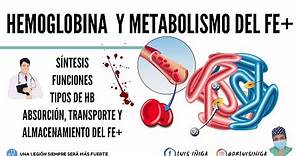 Fisiología: Hemoglobina (Síntesis, Funciones, Tipos) | Metabolismo del hierro