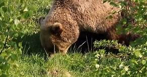 Hibernation Habits of Grizzly Bears | The Wild Animal Facts