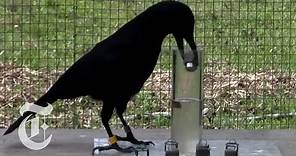 How Smart Are Crows? | ScienceTake | The New York Times