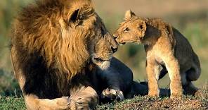 Africa Lions: Documentary on the Lions of South Africa's Kruger National Park
