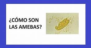 Las AMEBAS - Microbiología