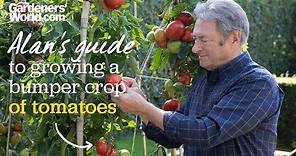 Caring for tomatoes