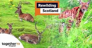 Rewilding Scotland | Full Documentary