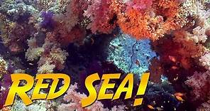 Red Sea Diving Adventure! (Are these the most colorful corals?)