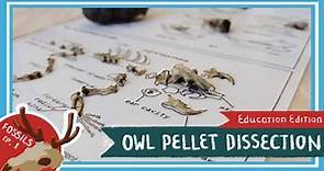 Owl Pellet Dissection || When the Owl Sings [EDU]