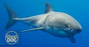 Australia. El Gran Tiburón Blanco | Documental Completo