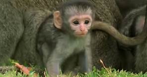 These Adorable Baby Monkeys Are So Playful! | Cheeky Monkey | BBC Earth