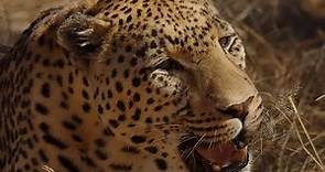 The Maneating Leopard Of Rudraprayag -Jim Corbett