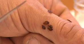 What are bed bugs and how do you spot them?