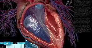 Interacting with the Beating Heart | Physiology & Pathology