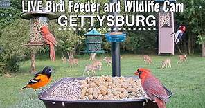 LIVE Bird Feeder and Wildlife Cam (4K) Gettysburg PA, over 30 species identified.