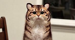 網瘋傳「拍到一隻神似老虎的虎斑貓」照片萬人驚呼超萌 爆笑真相曝光 | udn寵物部落