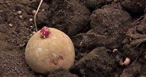 Uganda's GMO Potato Story