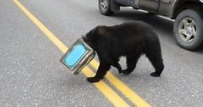 Silly Black Bear Halts Traffic After Getting Head Stuck In Coffee Can