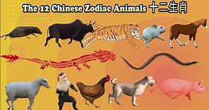 12 Chinese Zodiac Animals十二生肖