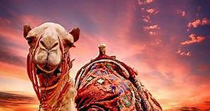 El camello: que come, donde vive, características y curiosidades - Vida con Mascotas ▷➡️