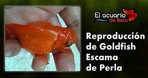 Reproducción del Pez Goldfish Escama De Perla