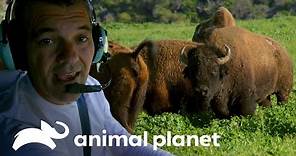El bisonte americano: ¡Una especie de película! | Wild Frank en California | Animal Planet