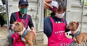 比特犬新規上路懶人包　台灣7年後將無幼犬「代養取代領養」 | ETtoday寵物雲 | ETtoday新聞雲