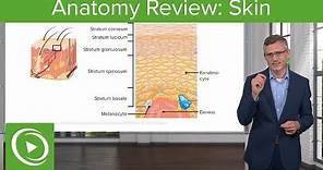 Anatomy Review: Skin – Dermatology | Lecturio